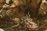 Colorful Petrified Wood Slab - Weird Grain Patterns #325543-1